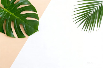 ins 极简绿植光影平面背景4