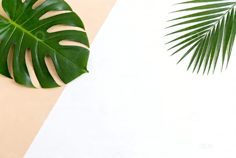 高清大图下载【趣麦麦图】-ins 极简绿植光影平面背景4