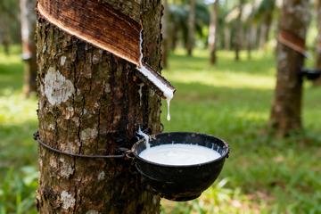 野外橡胶树原生割胶收胶3