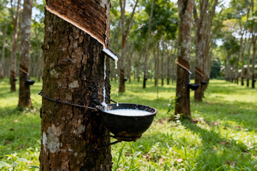 野外橡胶树原生割胶收胶