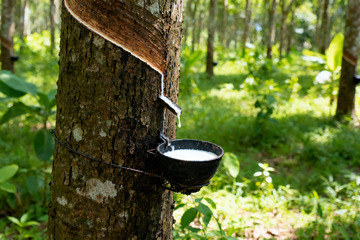 野外橡胶树原生割胶收胶7