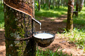 野外橡胶树原生割胶收胶2