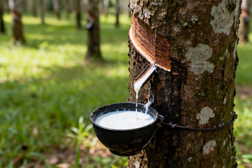 野外橡胶树原生割胶收胶全过程4