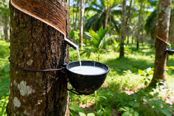 野外橡胶树原生割胶收胶全过程9