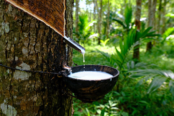 野外橡胶树原生割胶收胶1