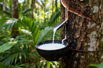 野外橡胶树原生割胶收胶全过程8