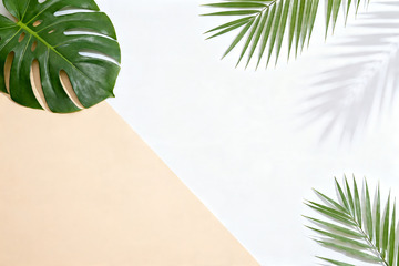 ins 极简绿植光影平面背景0