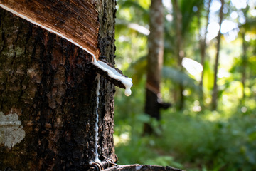 野外橡胶树原生割胶收胶4