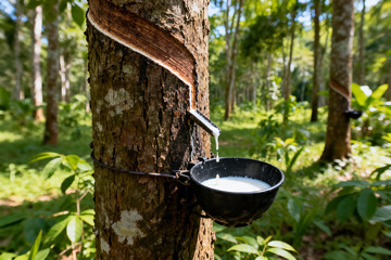 野外橡胶树原生割胶收胶5