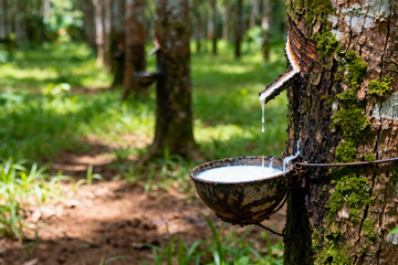 野外橡胶树原生割胶收胶全过程5