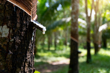 野外橡胶树原生割胶收胶6