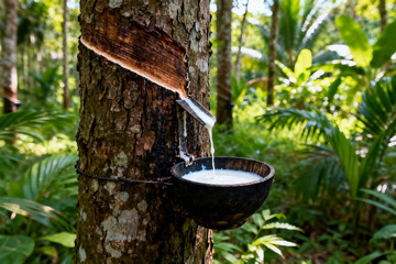 野外橡胶树原生割胶收胶0