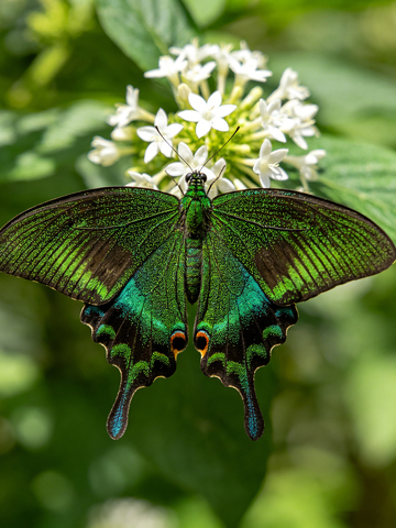 花丛中价格的绿蝴蝶4