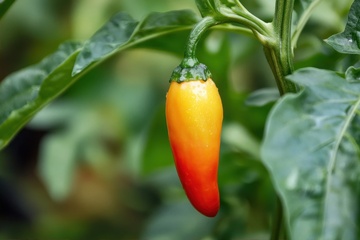 生长的一颗红色辣椒