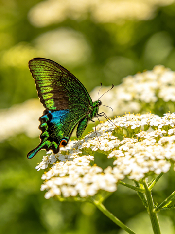 花丛中价格的绿蝴蝶3