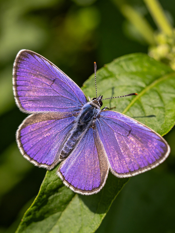 花丛中价格的紫蝴蝶5