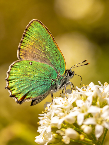 花丛中价格的绿蝴蝶2