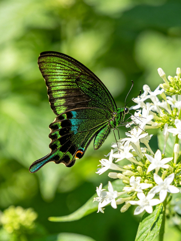 花丛中价格的绿蝴蝶