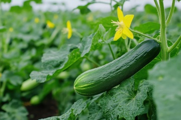 菜地里生长的黄瓜