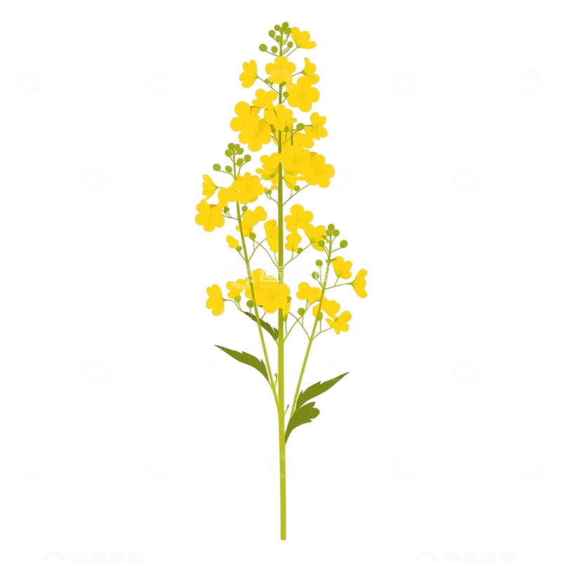 高清大图下载【趣麦麦图】-金色花海中的孤独守望者