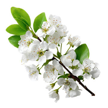 梨花绽放如雪海云烟