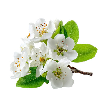 雪白梨花盛开的瞬间