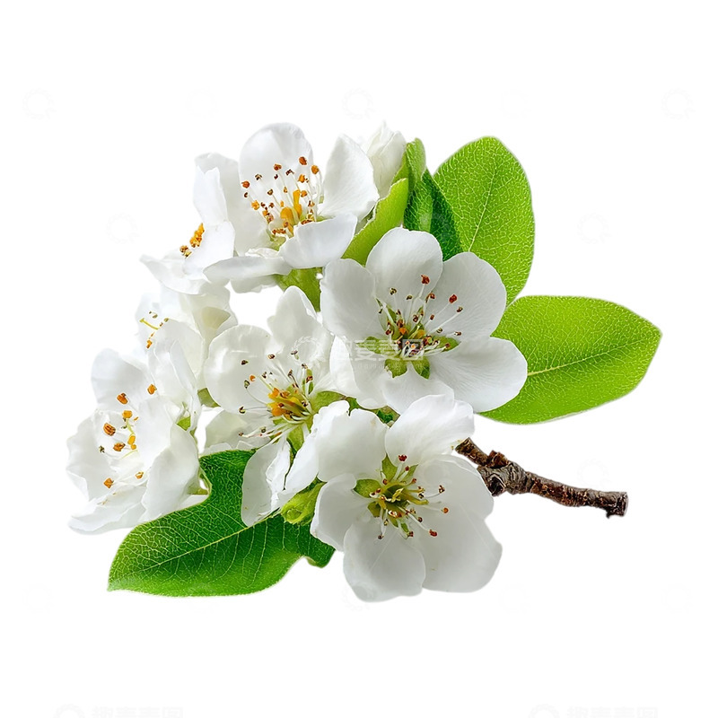 高清大图下载【趣麦麦图】雪白梨花盛开的瞬间