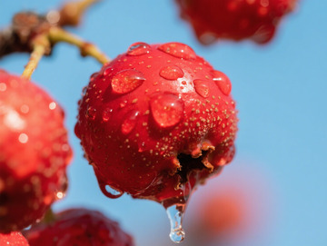 红浆果特写水滴摄影