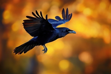 天空中飞行的一只乌鸦