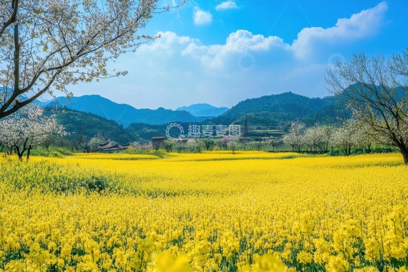 高清大图下载【趣麦麦图】黄色的油菜花田