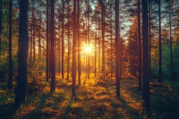 树林里的日出阳光