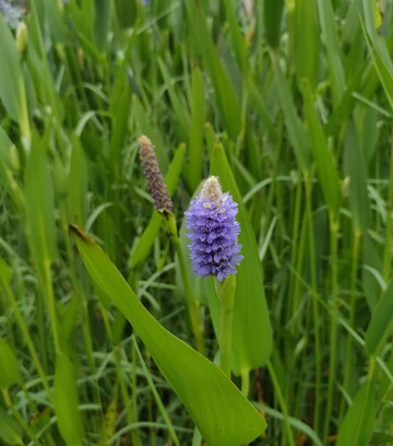 野外紫花植物自然风光摄影