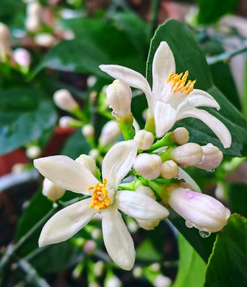 柠檬树白色花朵特写摄影