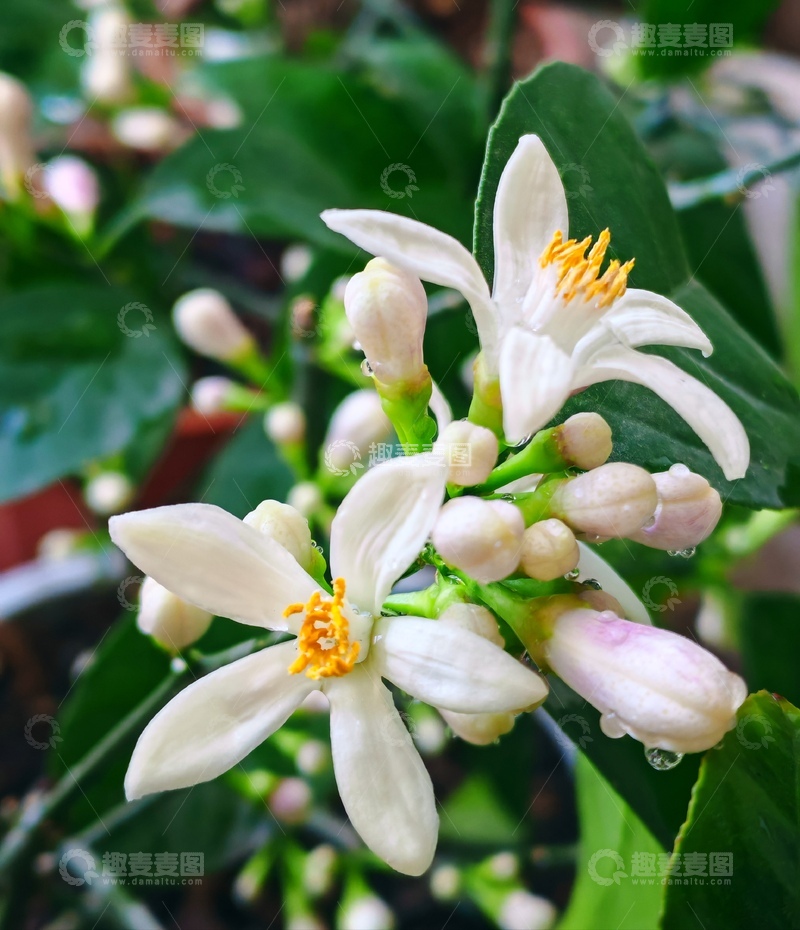 高清大图下载【趣麦麦图】柠檬树白色花朵特写摄影