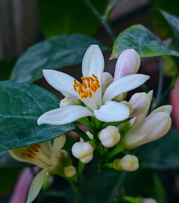 清新柠檬花盛开自然摄影
