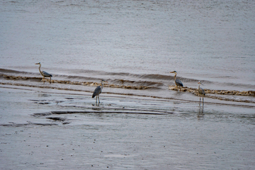 退潮后的黄浦江湿地鹭鸟风光摄影