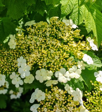 绿意盎然白花盛开