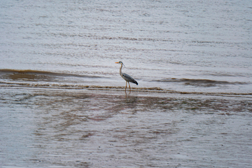 退潮后的黄浦江滩涂鹭影自然风光摄影