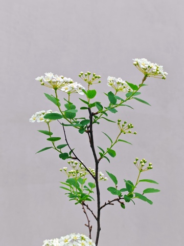 清新白花植物写真