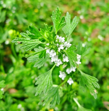 清新绿意野生植物特写