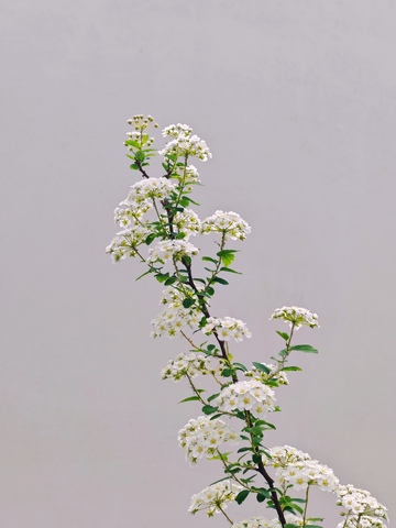 简约白花植物写真