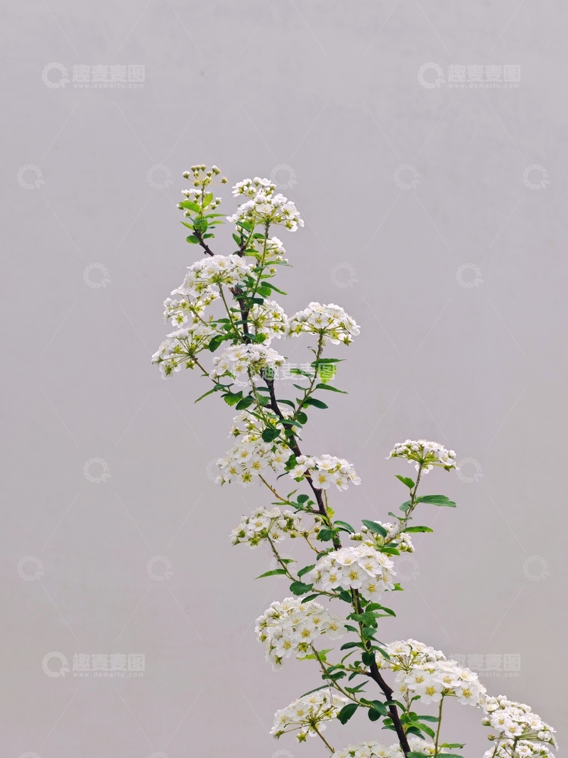 高清大图下载【趣麦麦图】简约白花植物写真
