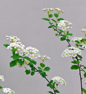 清新白花植物特写摄影素材