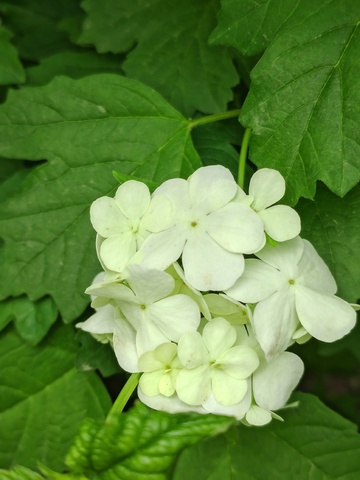 绿叶白花清新自然摄影