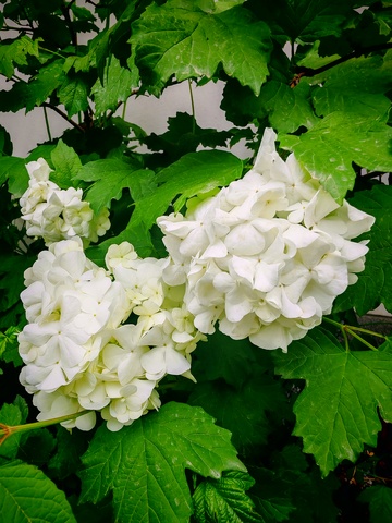 绿意盎然白花香