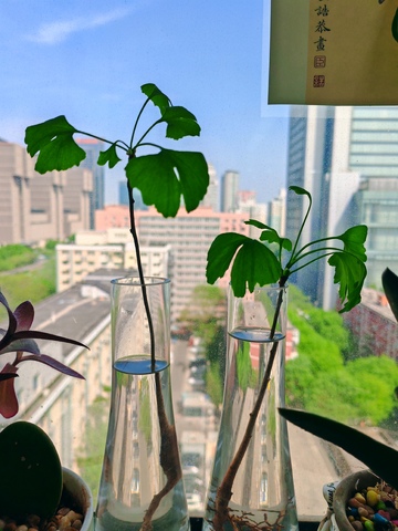 城市窗台水培绿植