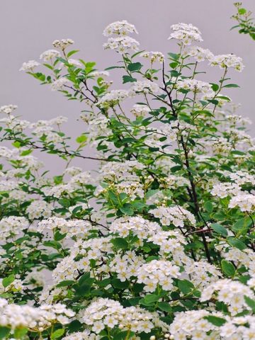 白花盛开花朵繁茂绿植