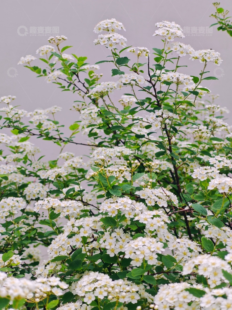 高清大图下载【趣麦麦图】白花盛开花朵繁茂绿植