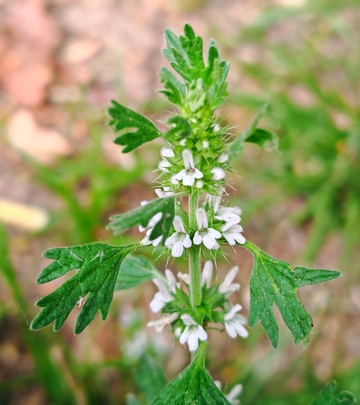 野生植物白色花朵特写