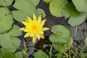 黄色莲花池塘风景自然风光摄影